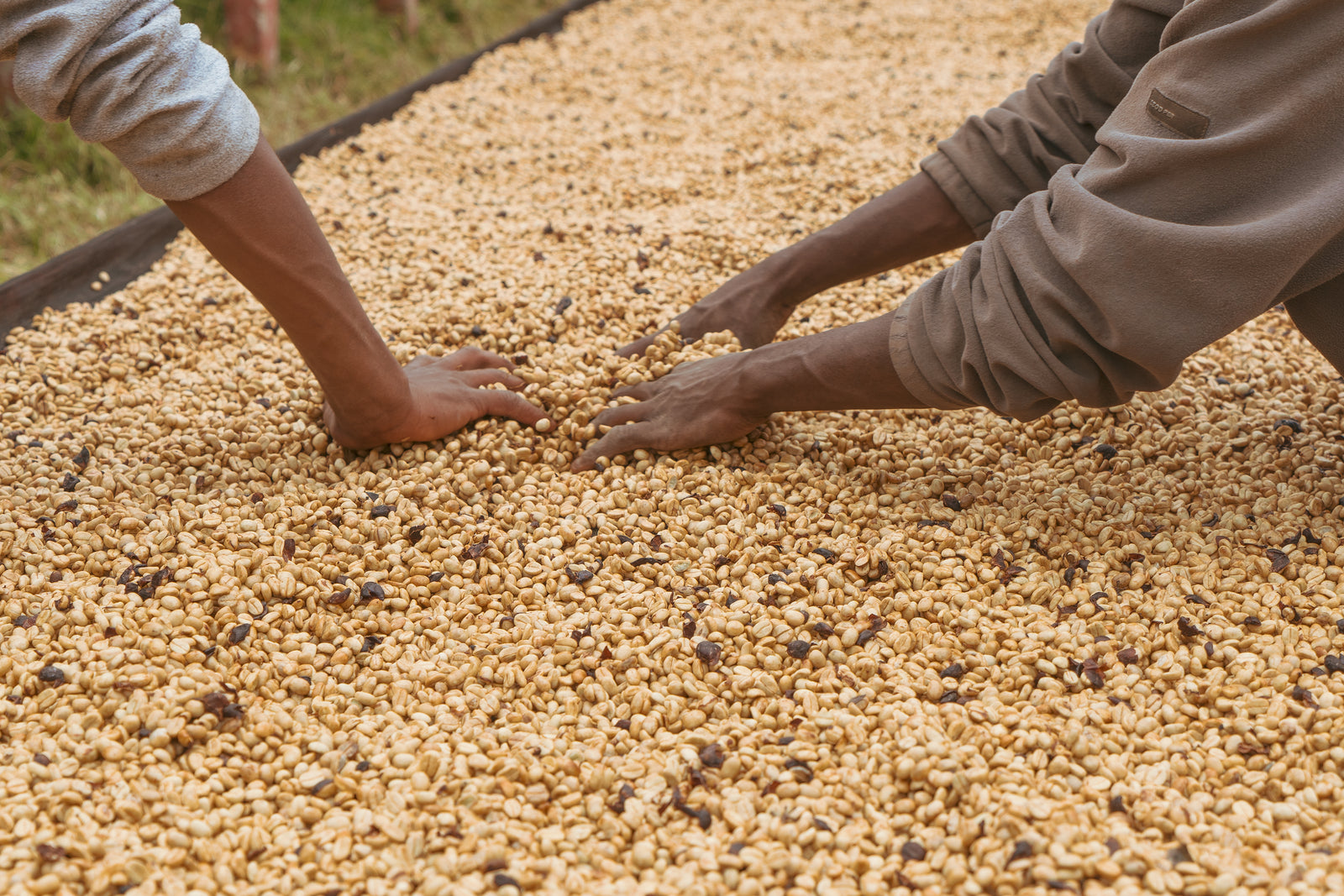 Celebrating with Tanzania Geisha - kurasu.pro Stand 6th Anniversary