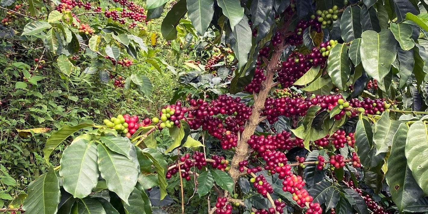 Colombia Oscar Hernandez Bourbon Pimienta