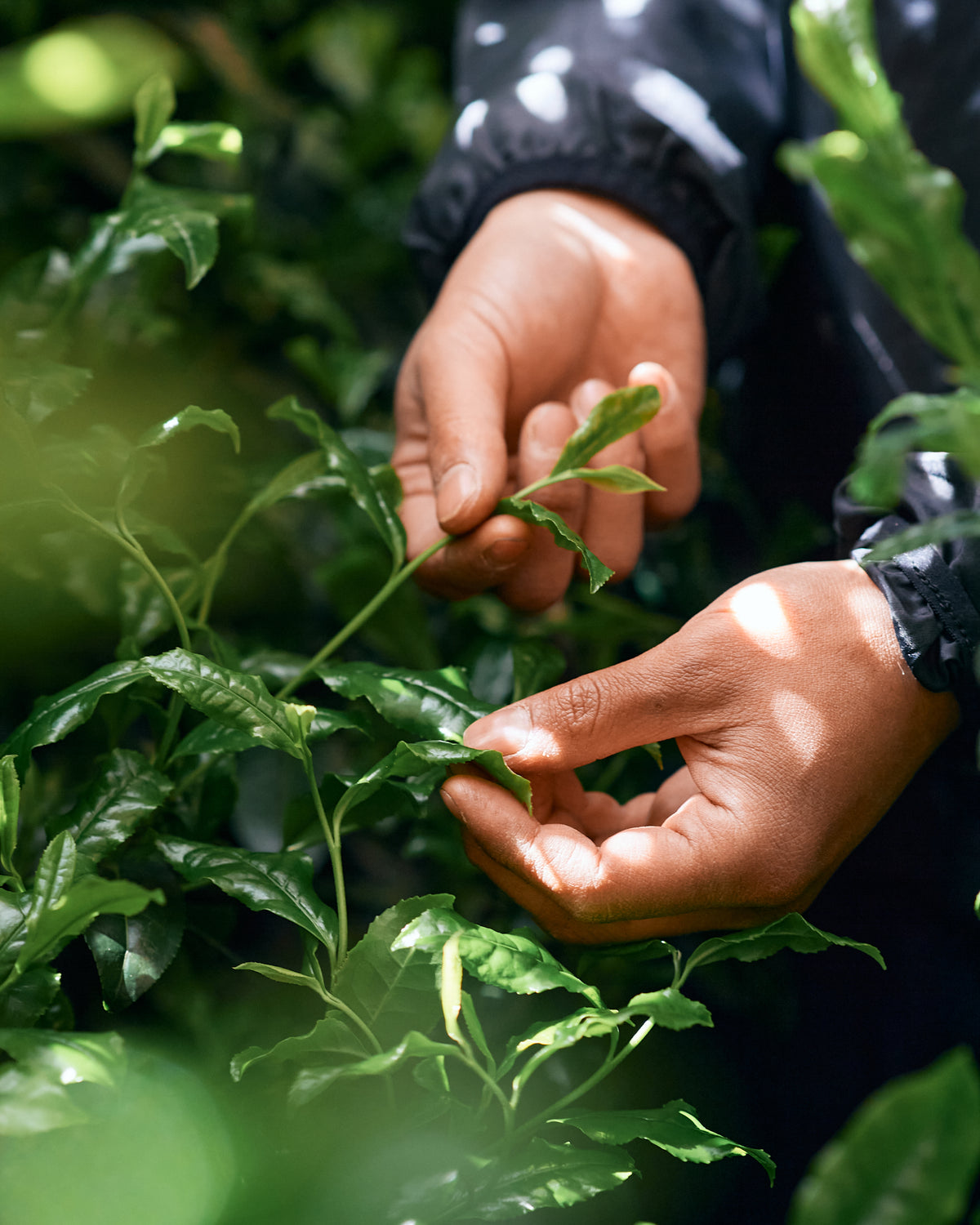 Matcha Kurasu Blend (With Sugar)