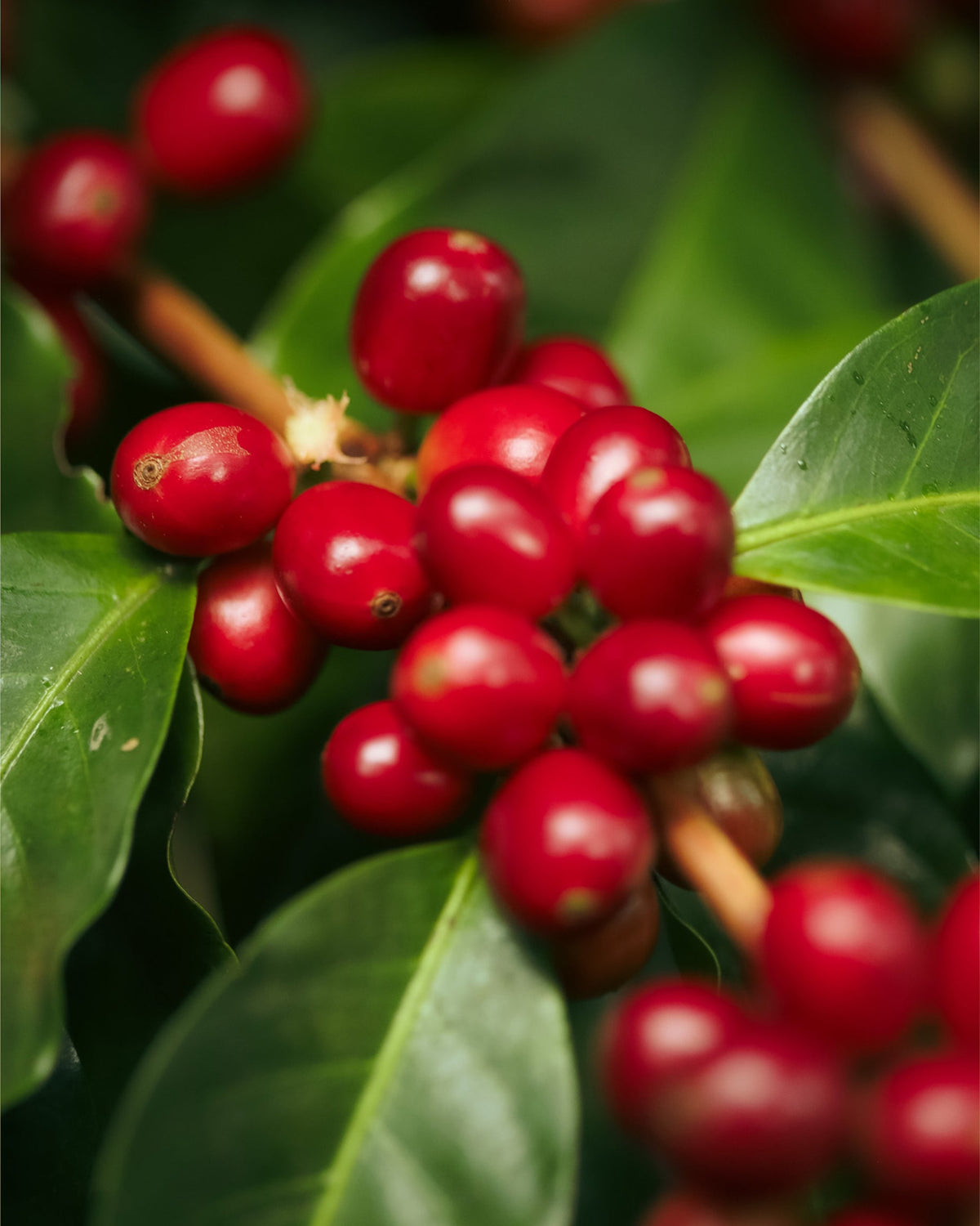 Panama Bambito Estate [Light roast]