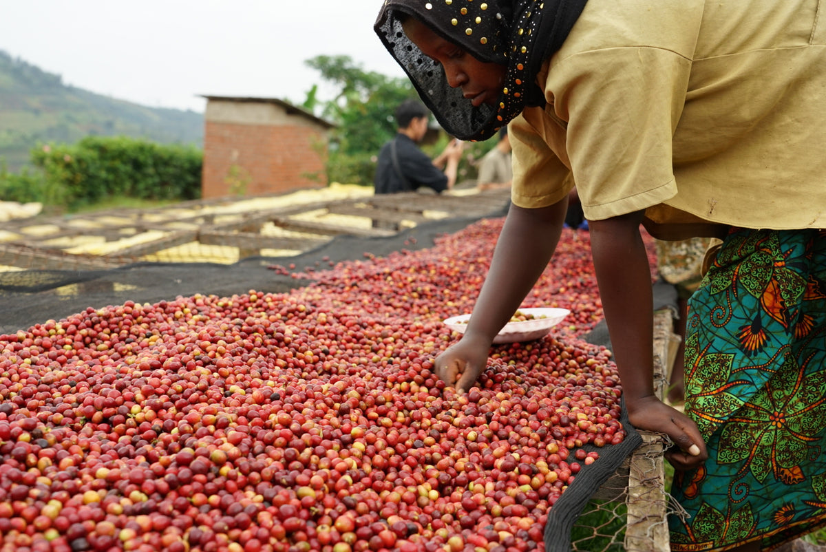 Rwanda Nkara Soil Project Lot.1204[Medium-light roast]