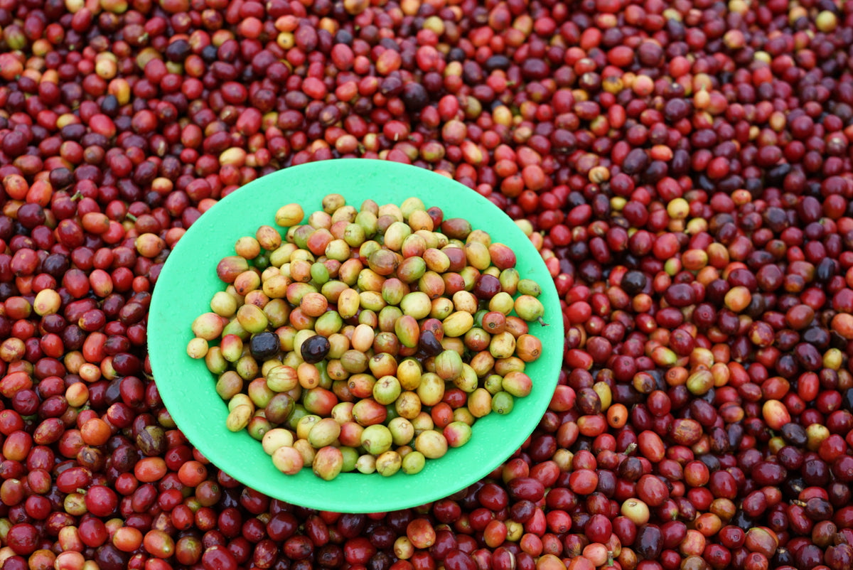 Rwanda Nkara Soil Project Lot.1204[Medium-light roast]