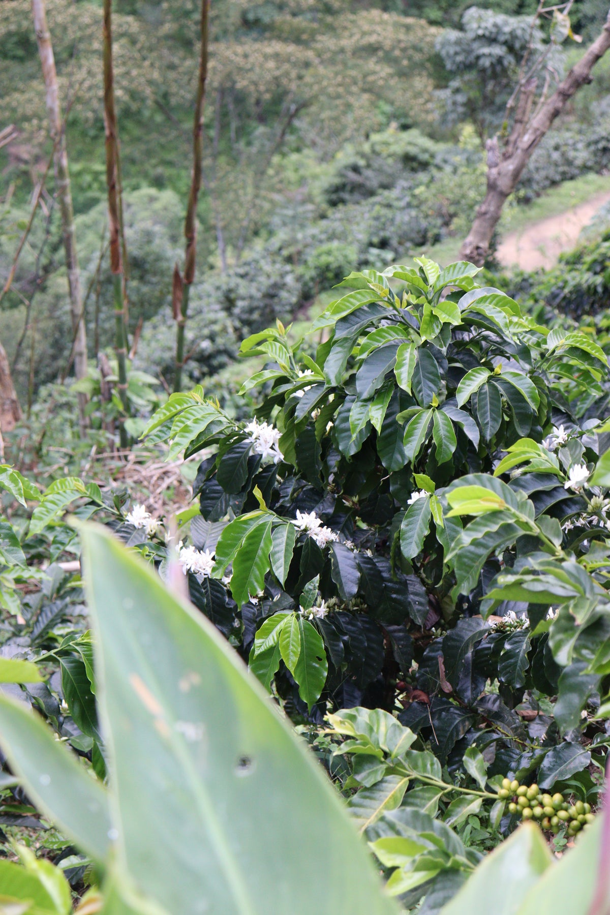 Colombia Lisandro Quilcue[Light roast]