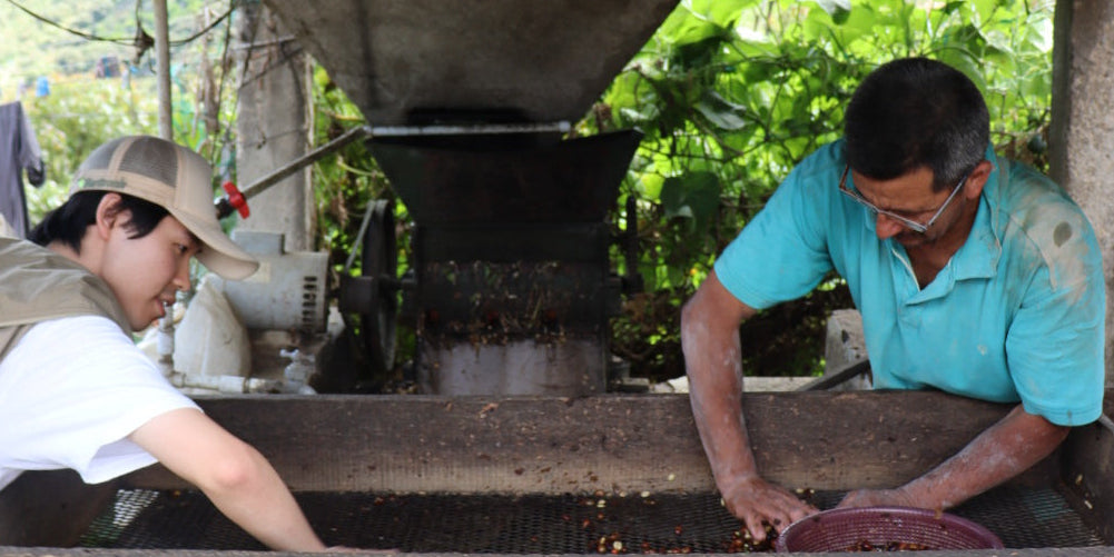 Honduras Norman Castellanos [Light Roast]