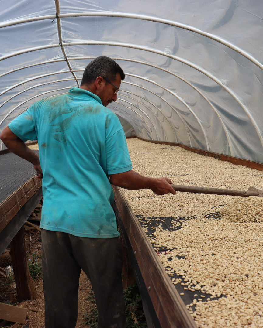 Honduras Norman Castellanos [Light Roast]