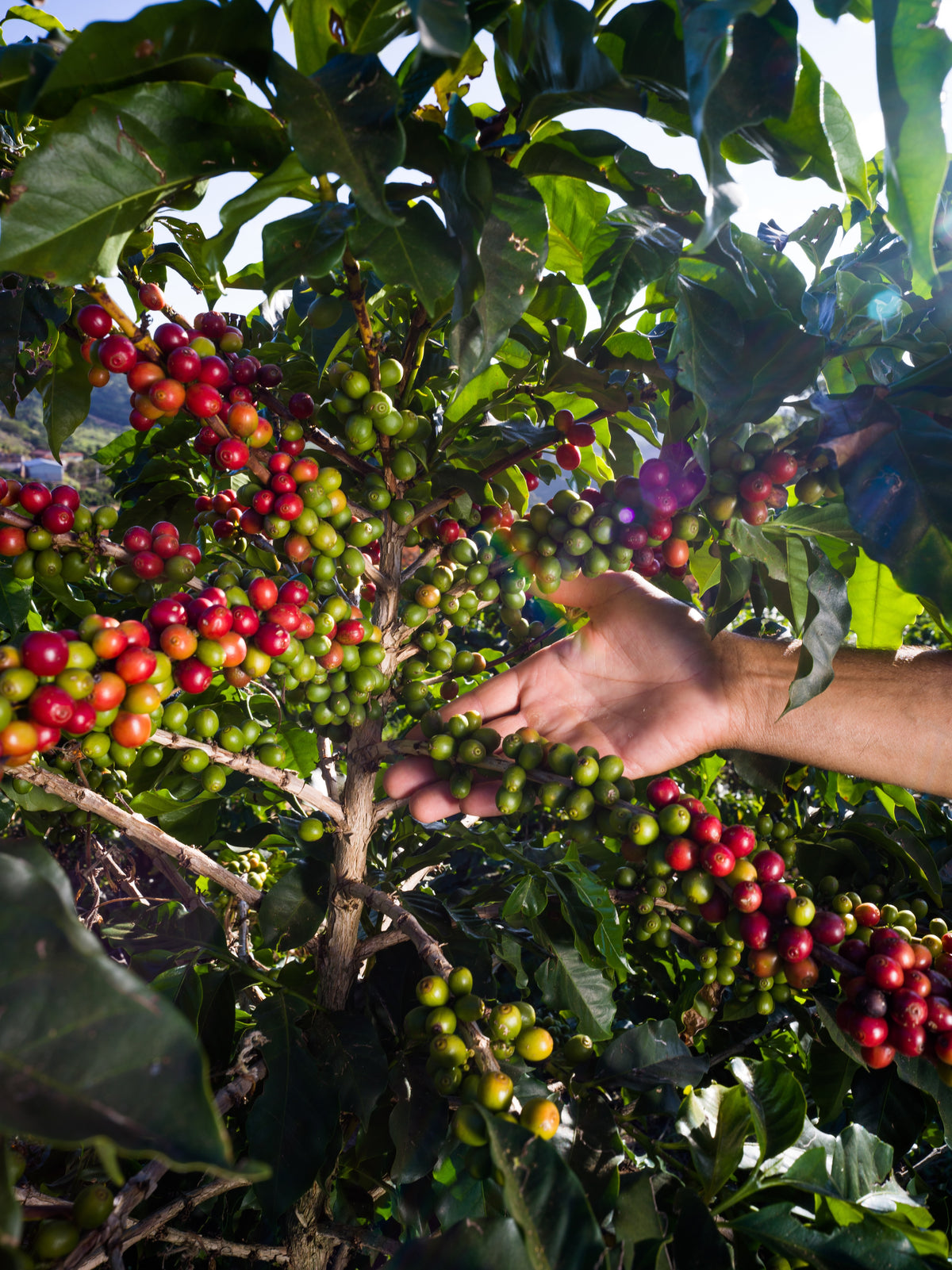 FAF Medium [Medium roast]